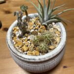 我が家の新入り　エアープランツ
