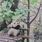 和風のパンダ柄が大好きな人へ　濱文様さんのパンダパターン