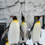 中国語学習　それっぽく聞こえるフレーズと単語　鳥の名前編　ペンギンって中国語で何ていう？