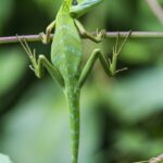 中国語学習　それっぽく聞こえるフレーズと単語　昆虫・爬虫類　編　「ゴキブリ〜！」と中国語で言うには？